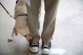 Rizzo, a medical detection dog with Early Alert Canines, sniffs a student to detect COVID at Mills High School in Millbrae, California, Thursday, May 5, 2022. Some students volunteered to be sniffed for COVID by medical detection dogs before prom.