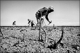 Workers harvest asparagus near the town of Firebaugh in California’s San Joaquin Valley. Some school districts in the state’s farm belt are coping with multiple impacts of the drought: declining enrollment, dry wells, and the anxiety of families searching for work.