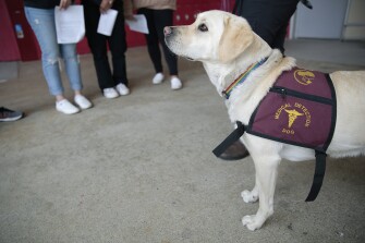 Rizzo, a medical detection dog with Early Alert Canines, waits before sniffing students to detect COVID at Mills High School in Millbrae, California, Thursday, May 5, 2022. Some students volunteered to be sniffed for COVID by medical detection dogs before prom.