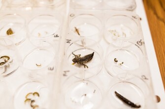 A sample of bugs.