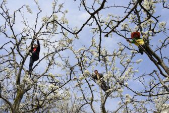Fruit farmers hand-pollinate pear trees in China