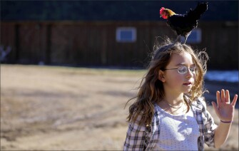 Survivor, a rooster, stands on Corinne head. Survivor was the only chick that lived through a raccoon attack in the summer.