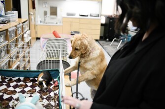 Kalani greets Madeleine, the guinea pig in Jessica Heath's 2nd grade class at Morris Elementary School in Morris, Okla., on Jan. 17, 2023.