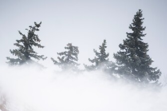 Blowing snow whips past evergreen trees on the West Side Saturday, Nov. 19, 2022 in Buffalo, N.Y.