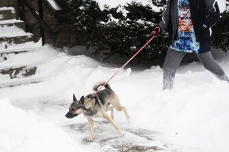 Alex Lane walks his dog, Niay, a German Shepherd mix, through the snow on the West Side, Saturday, Nov. 19, 2022 in Buffalo, N.Y.