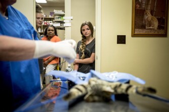 Eighth grader Erika Faircloth watches veterinarian Julie Boone operate on a cat during her job-shadowing experience at a local veterinary clinic.