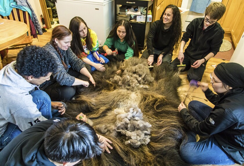 The East Anchorage High and Scammon Bay students gather at a home in the Native Village to learn how to comb fur from a musk ox hide using special combs and common forks. The fur can later be spun into yarn.