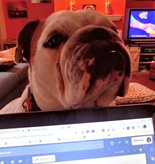 Cindy Buchanan, program director for library services in the Aldine Independent School District near Houston, gets assistance from her pup, Zilly, as she works with the curriculum team to develop learning options for students.