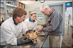 Trevor Zoo director Jonathan Meigs, above right, examines a fox. “They’re doing things the right way,” says Garrison Smith, a teacher at Con-necticut’s Kent School who regularly takes his students to visit the zoo.