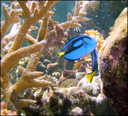Students can visit Australia's Reef HQ Aquarium without leaving school.
