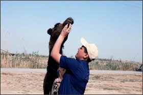 Another Iraqi youth works with a camel at the Mahmoudia club.