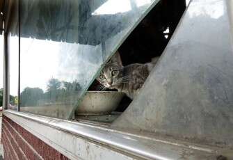 A cat peers out from a broken window in a deserted storefront in downtown Hughes.