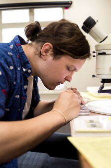 Niklas Krantz studies a bug under a microscope.