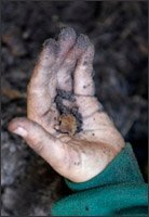 A student holds a worm he dug up as part of an exercise to understand what is found at different levels below the dirt's surface.