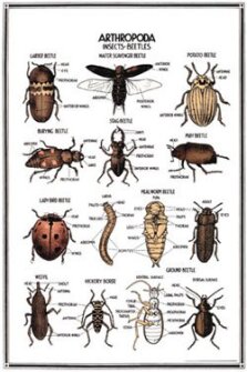 A vintage classroom poster on beetles.