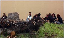 An uprooted tree remains in the courtyard outside Bonnabel High School in Kenner, La., while students gather during their lunch period on their first day back to school since Hurricane Katrina hit the gulf coast.