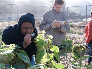 High school kids from June Jordan School for Equity watch ladybugs eat aphids. 