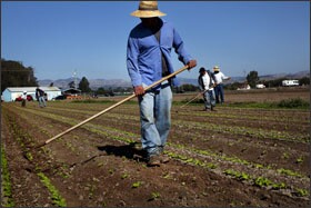 Migrant workers till fields of strawberries in the town of Oceano. The Lucia Mar school district enrolls children from both well-to-do and poor families.