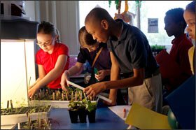 Bailey Middle School students measure dill and basil plants as part of a unit called "Bon Appetit," where they learn about healthy eating habits by growing vegetables.