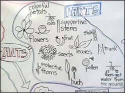 During our plant unit, student-directed drawings of important concepts served as a helpful reference that we built upon each day. —Wendi Pillars