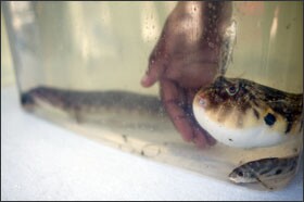 Mr. Sander pets a blowfish, which was caught then thrown back into the Bay.