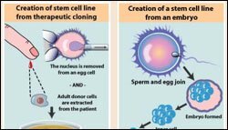 Click to Enlarge: Under the Microscope