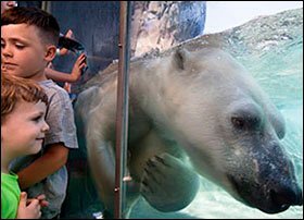 Kali, a polar bear at the Saint Louis Zoo's new polar bear exhibit, swims past visitors pressed up against the viewing windows. The zoo is using the exhibit to offer lessons on climate change.