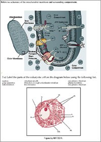 Biology Quiz: Students can test their knowledge in various ways on the site. Above is a practice problem about the mitochondrial membrane. At the bottom is a self-test question asking students to label the parts of the eukaryotic cell.