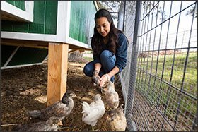 Junior Andrea Gonzalez rounds up chickens for a class in the urban agriculture and natural resources academy.