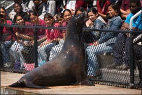 Osborne, a sea lion, entertains New York City schoolchildren in the Aquatheater of the New York Aquarium.